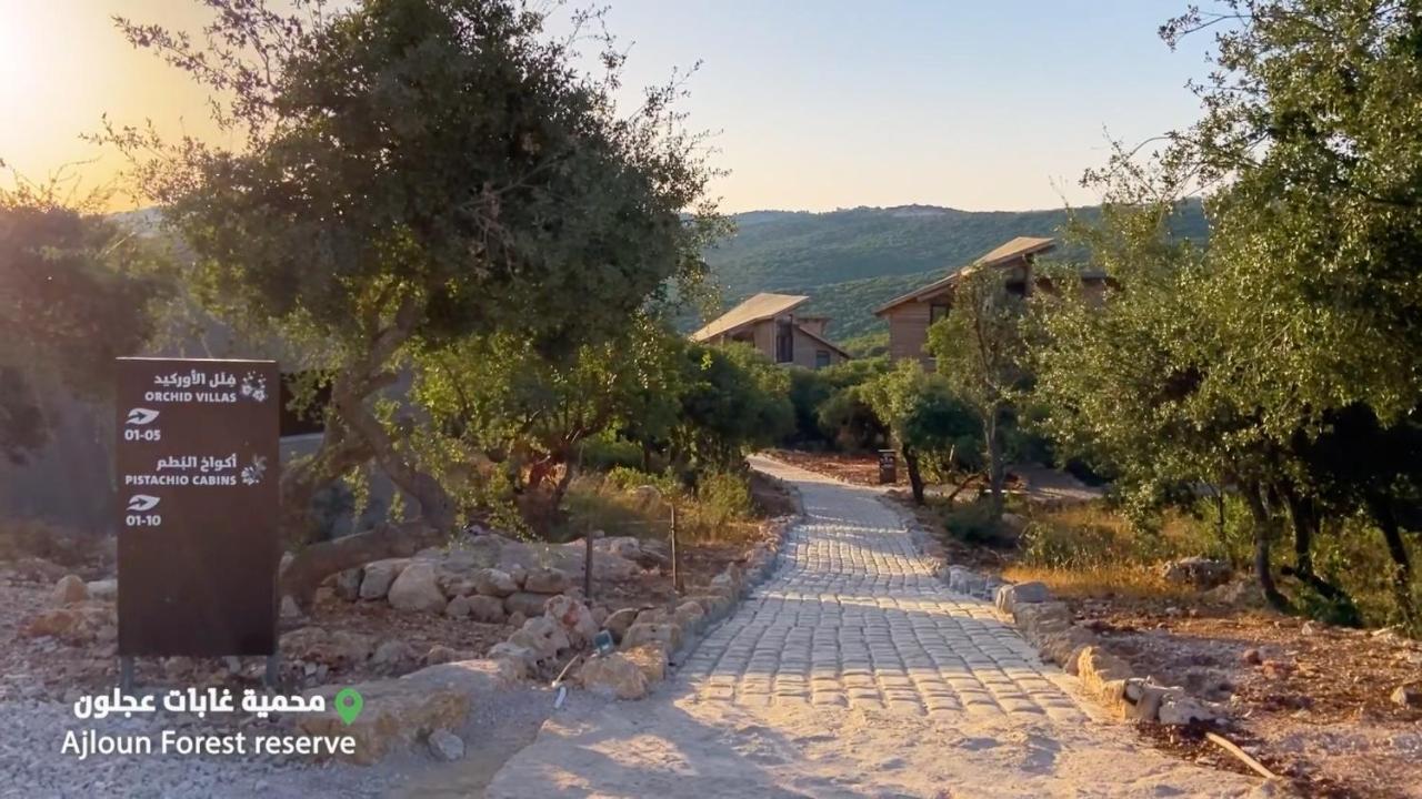 Ajloun Forest Reserve Jarash Exteriör bild