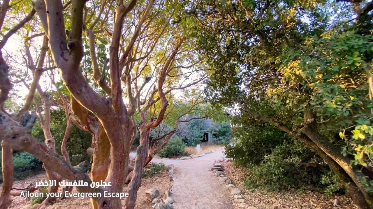 Ajloun Forest Reserve Jarash Exteriör bild